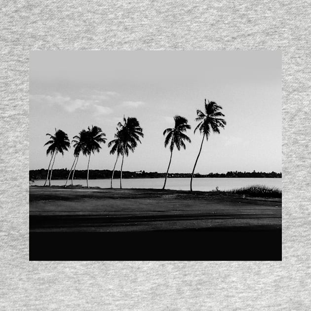 Black White Coconut Trees by polandrich